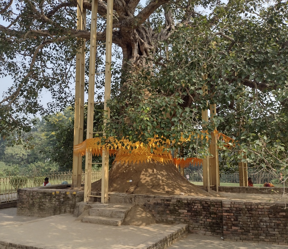 Ananda Bodhi Tree