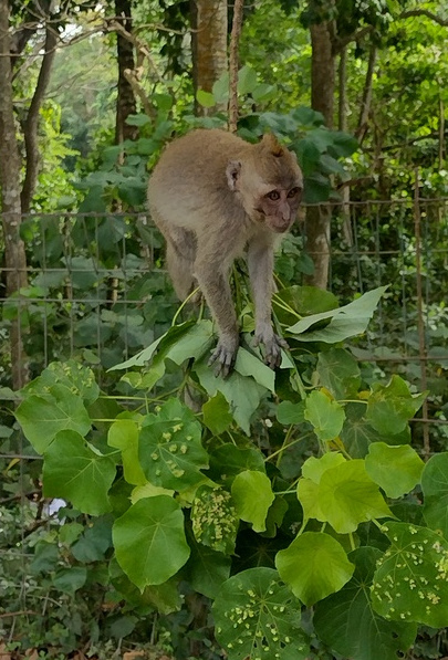 A monkey hanging out by the road