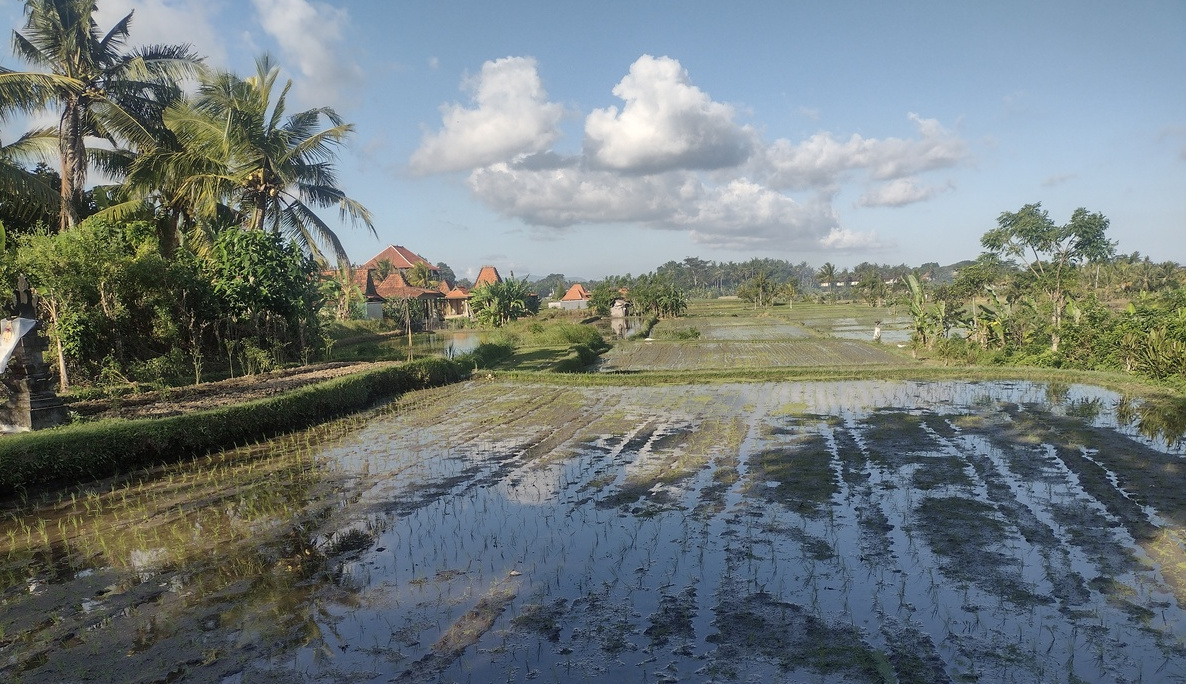A random rice paddy