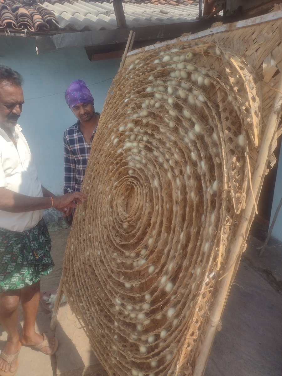 How silkworm cocoons are harvested