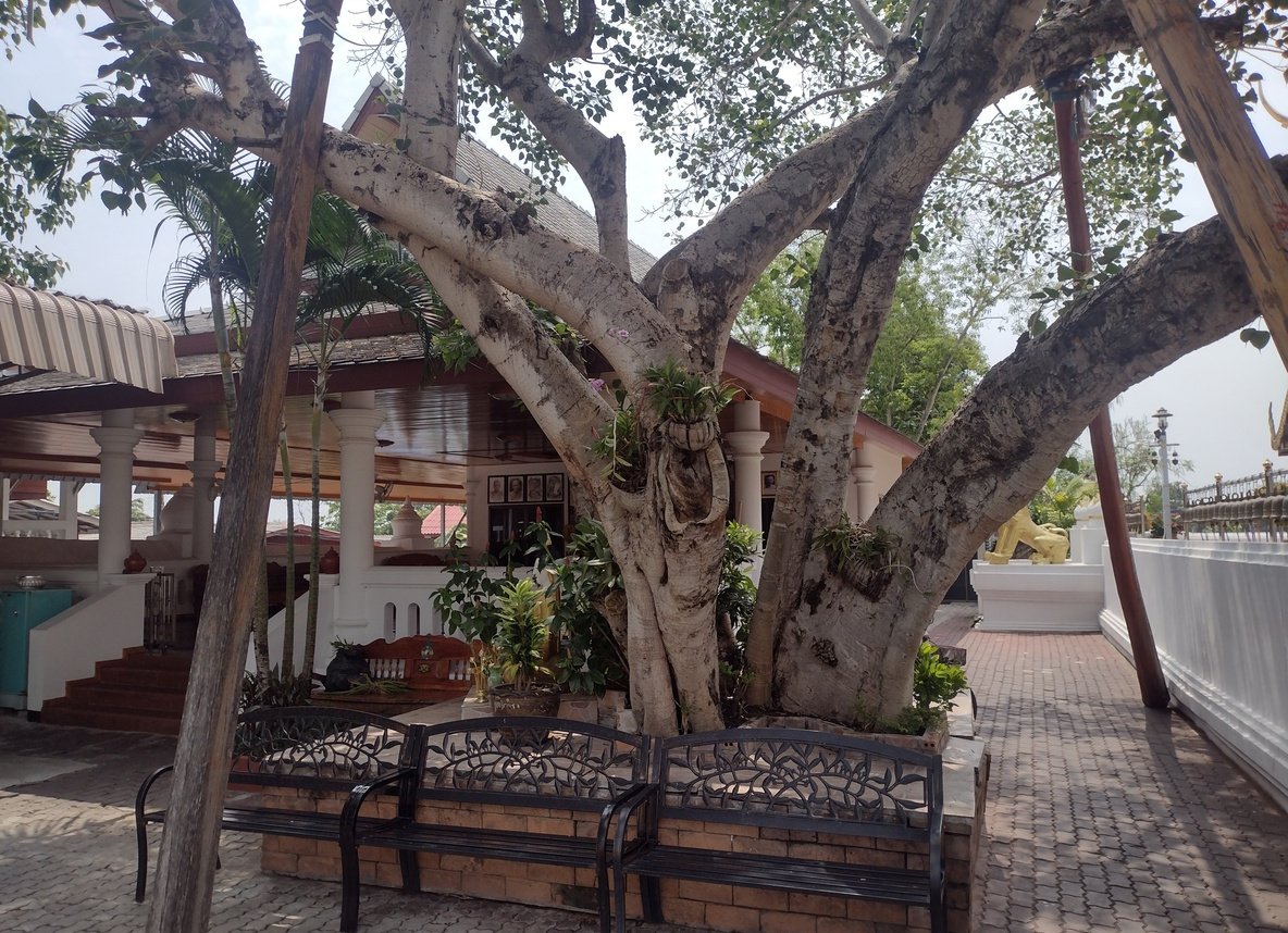A bodhi tree at Wat Chomtong