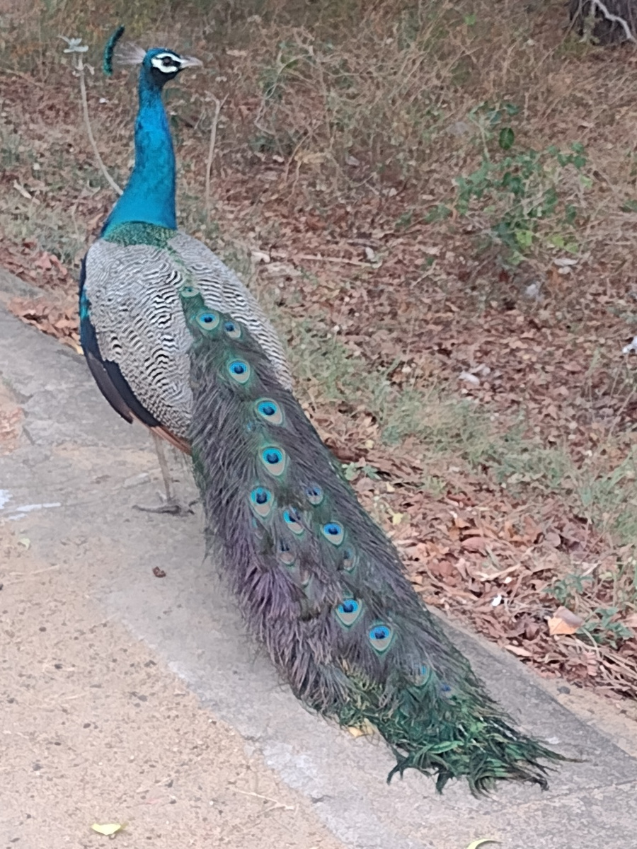 A peacock